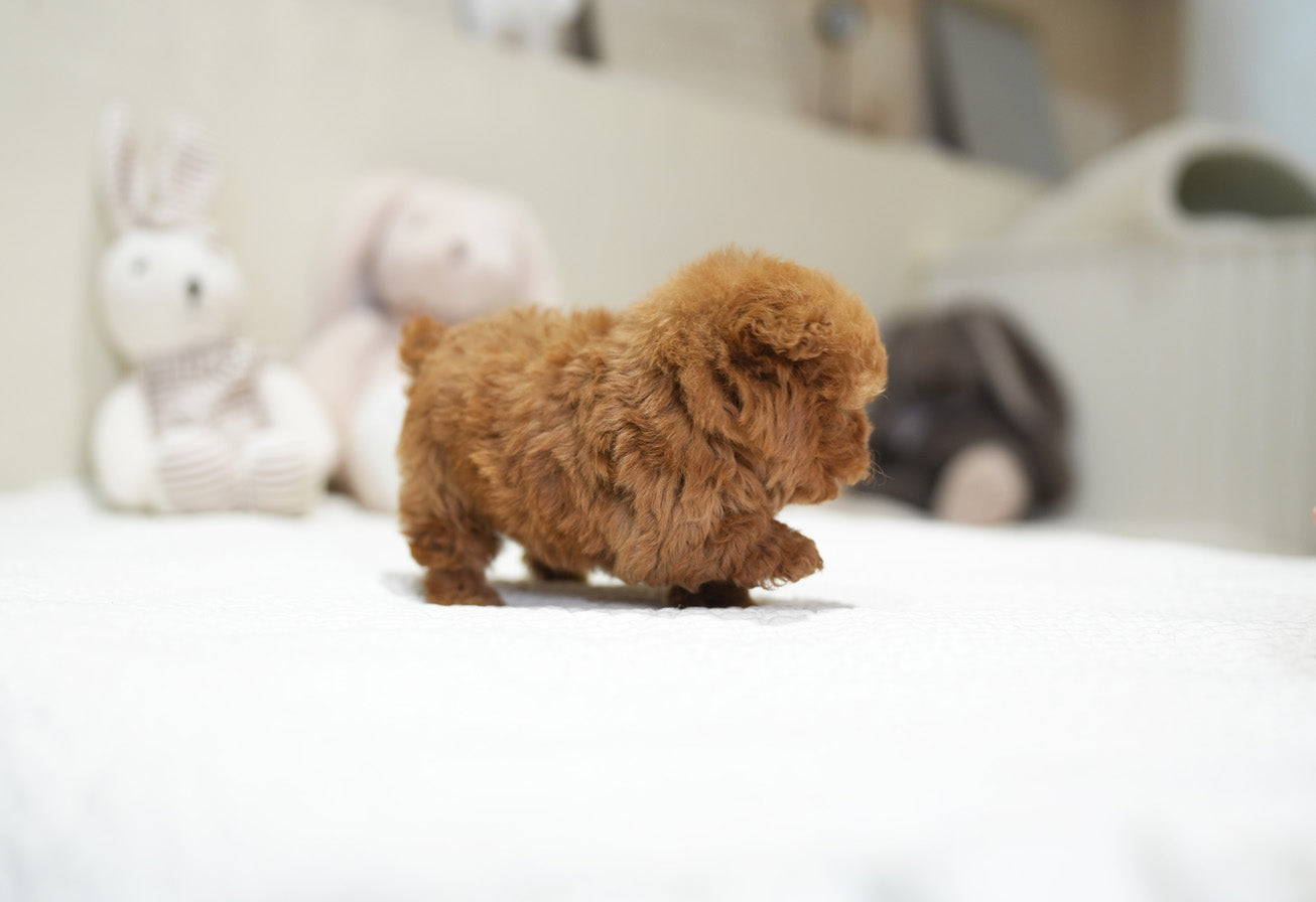 POODLE_JELLY