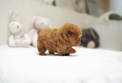 POODLE_JELLY