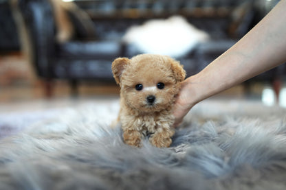 POODLE_JERRY