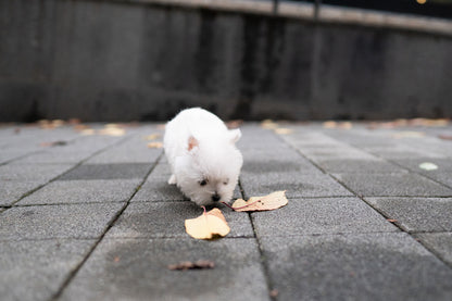 WEST HIGHLAND WHITE TERRIER_TAN