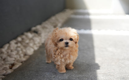 MALTIPOO_JUMONG