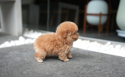 POODLE_HODOO