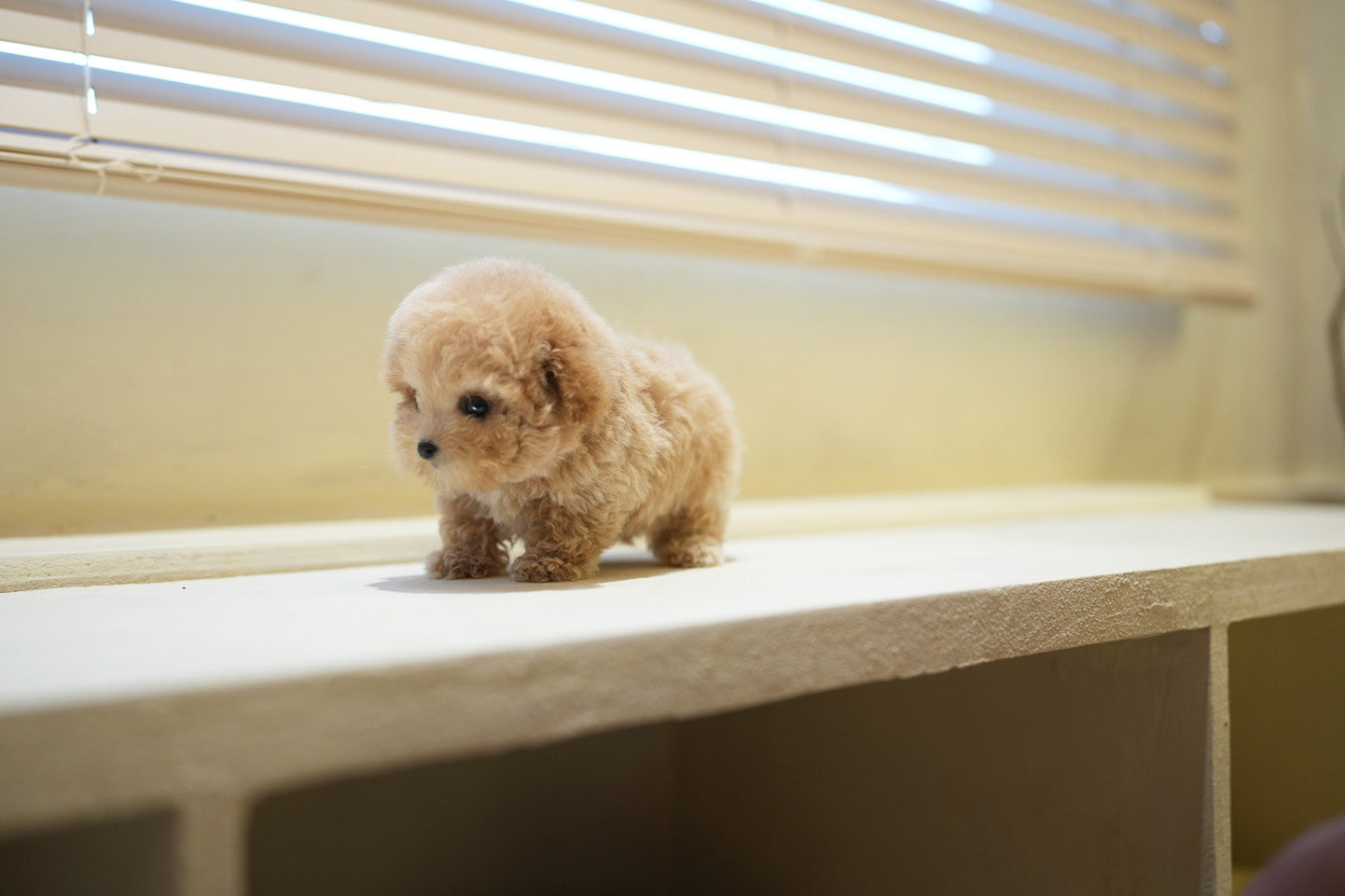 POODLE_COUS