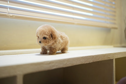 POODLE_COUS