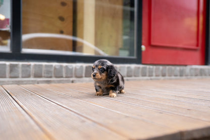 DACHSHUND_YOOKIE