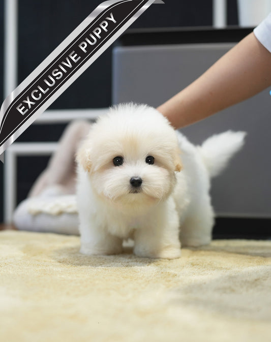 COTON DE TULEAR_Einstein