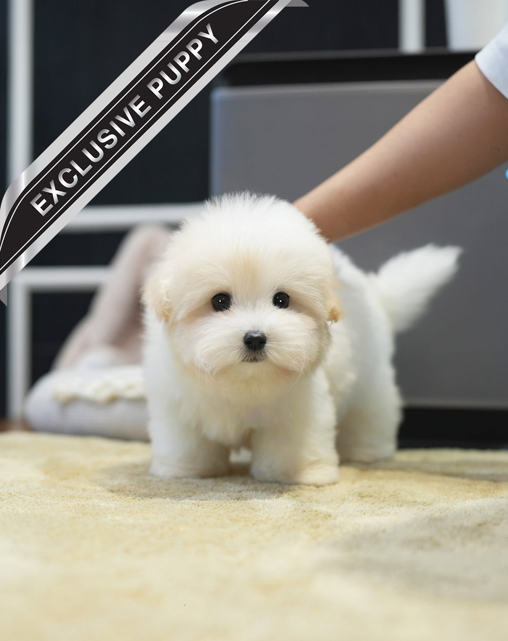 COTON DE TULEAR_Einstein