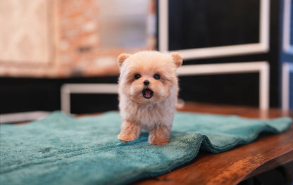MALTIPOO_JULY