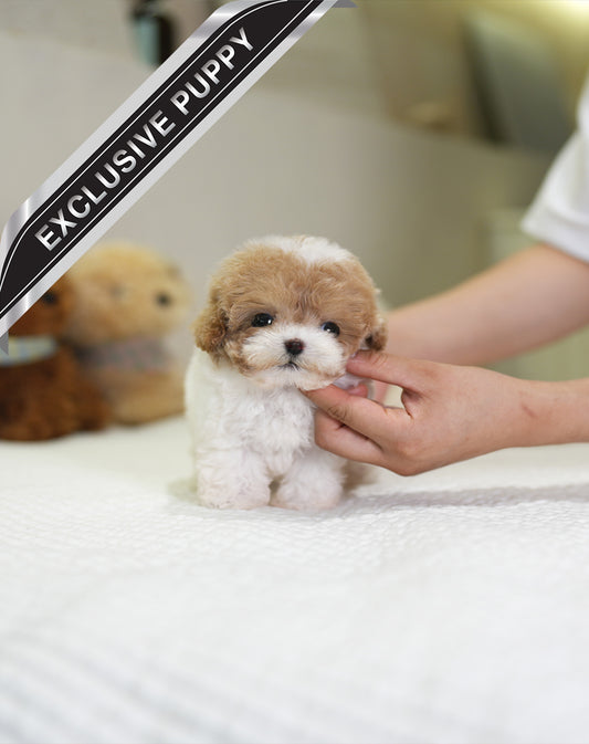 POODLE_APPLE