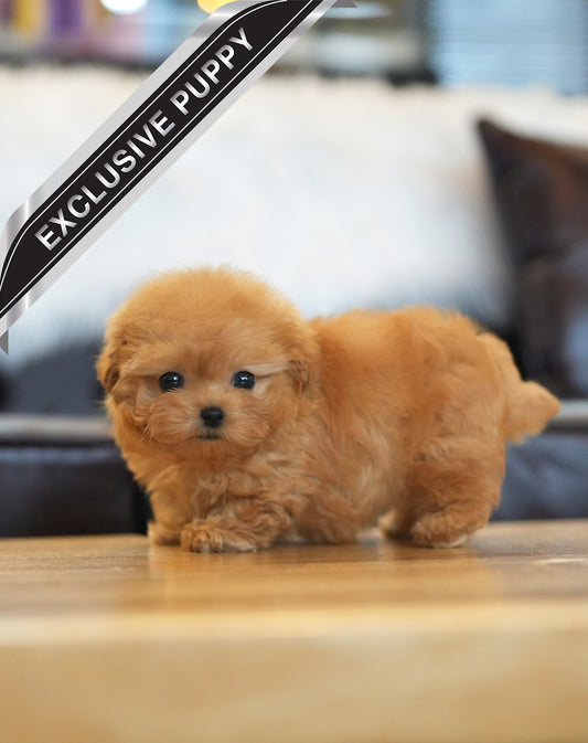 MALTIPOO_BRUNI