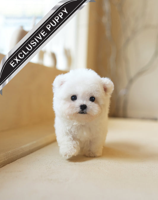 BICHON_LILI