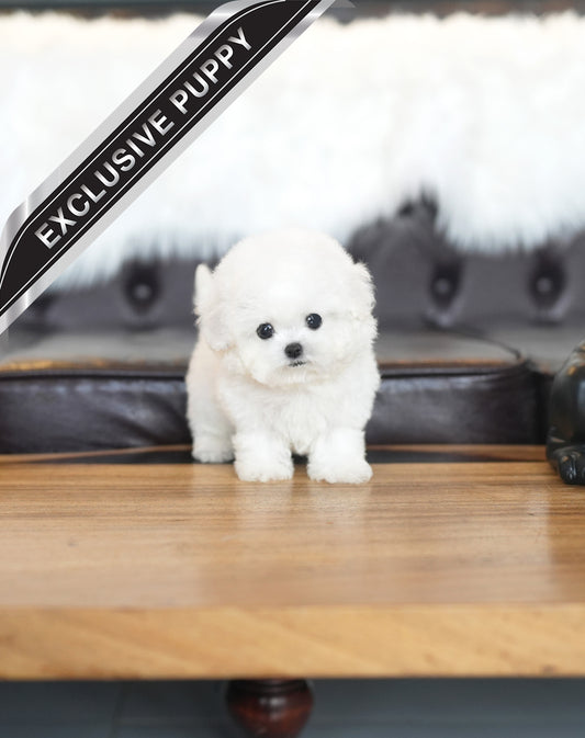 BICHON_RORA