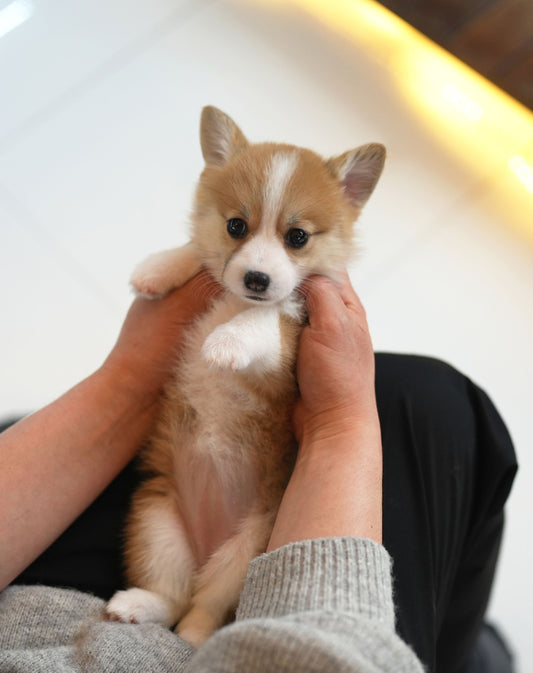 WELSH CORGI_PEPSI