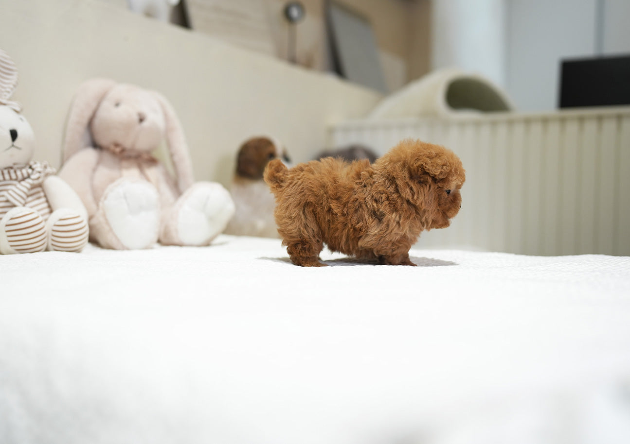 POODLE_JELLY