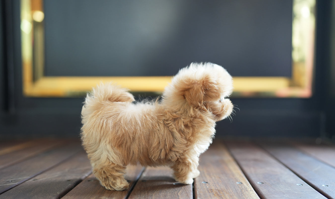 MALTIPOO_JUMONG