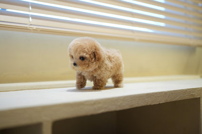 POODLE_COUS