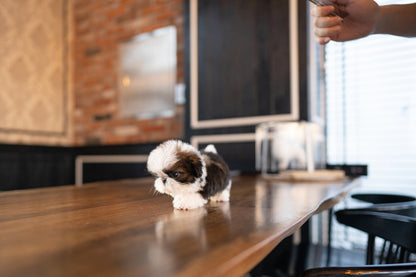 SHIH TZU_BELLA