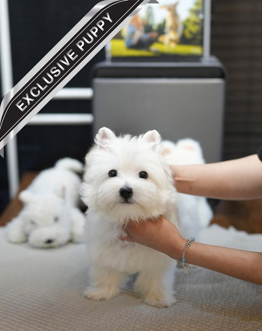 WEST HIGHLAND WHITE TERRIER_SOGEUM