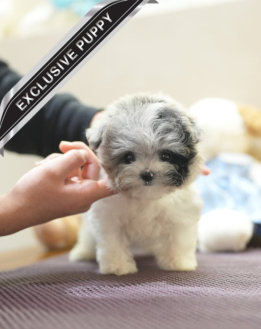 MALTIPOO_YEJOO