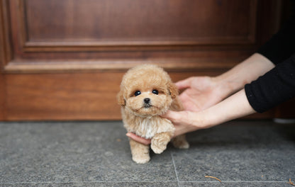POODLE_HODOO