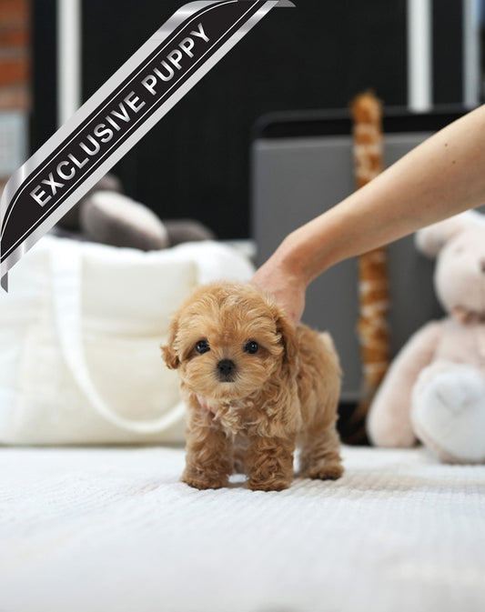 MALTIPOO_MORIYA