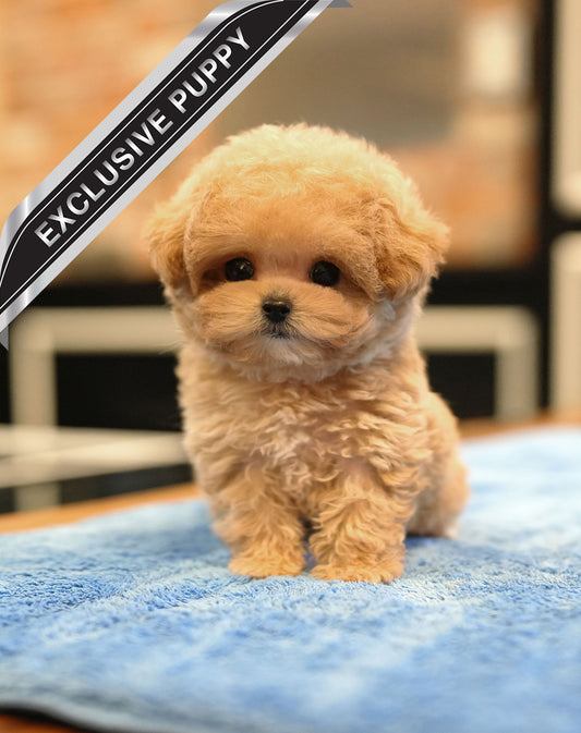 MALTIPOO_CHOCO