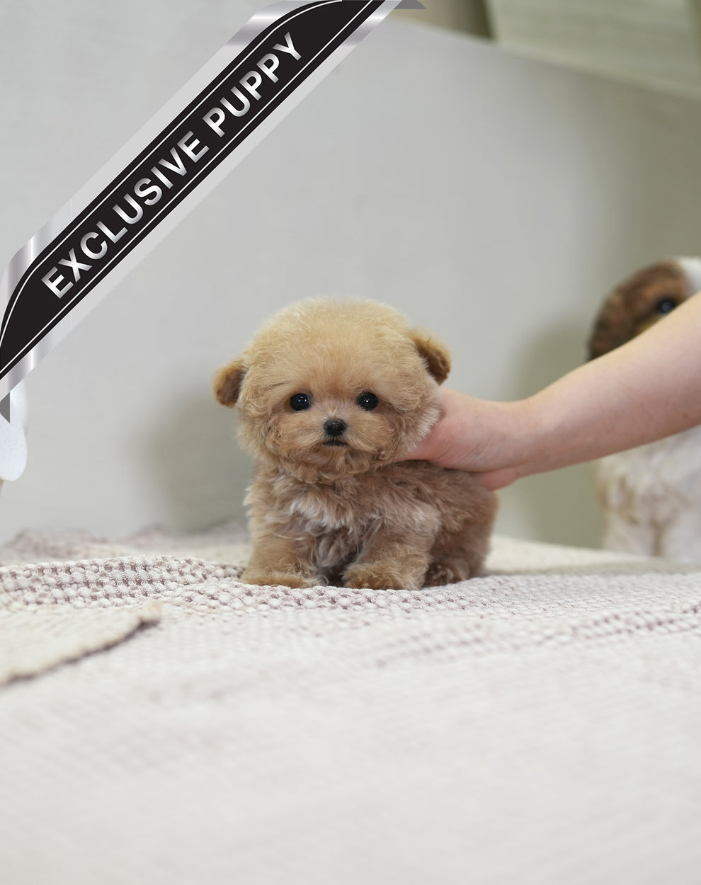 POODLE_NURI