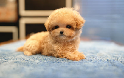 MALTIPOO_CHOCO