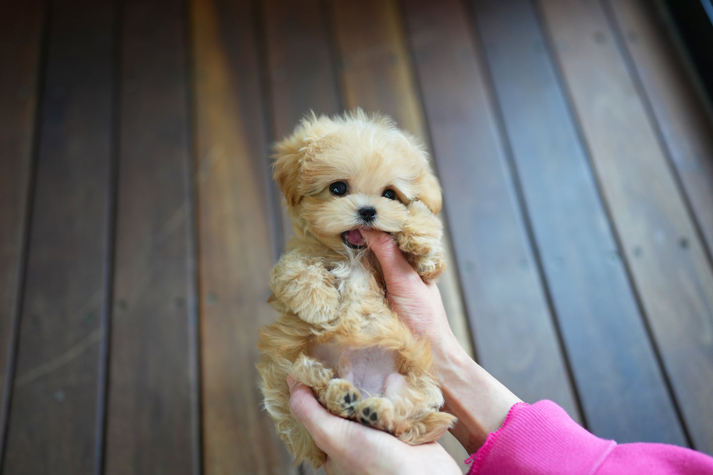 MALTIPOO_JUMONG
