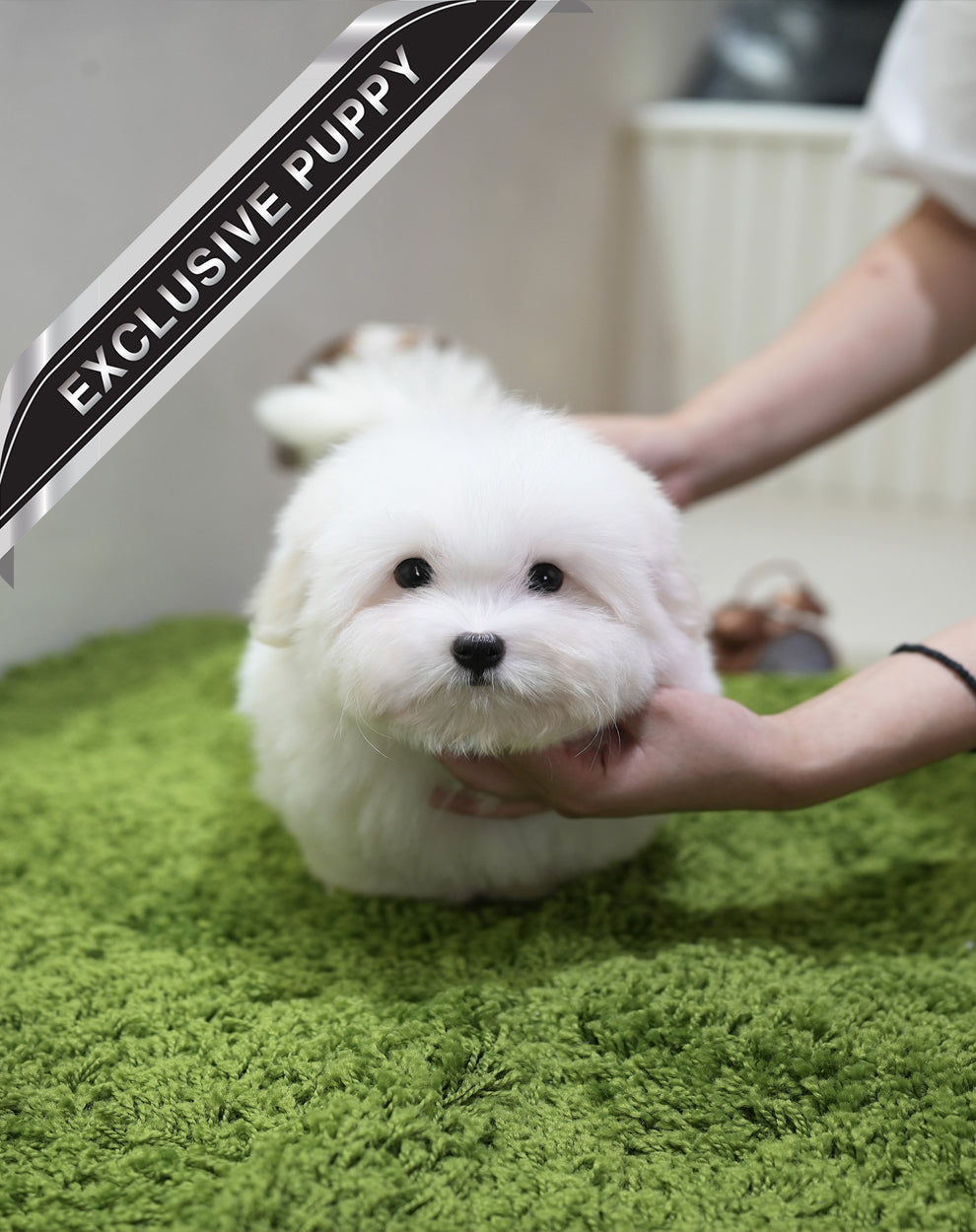 COTON DE TULEAR_MILKY