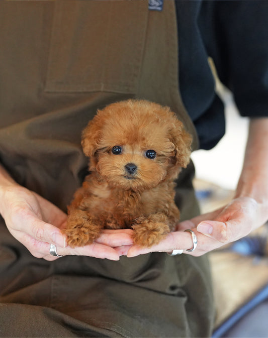 POODLE_CHALLANGE