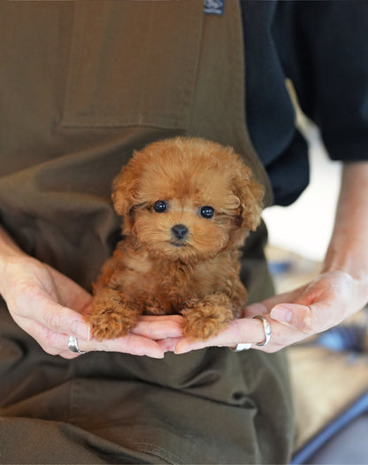 POODLE_CHALLANGE