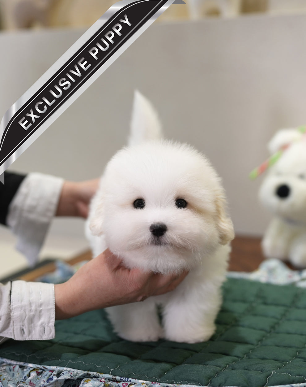 COTON DE TULEAR_SIO