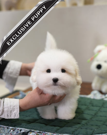 COTON DE TULEAR_SIO