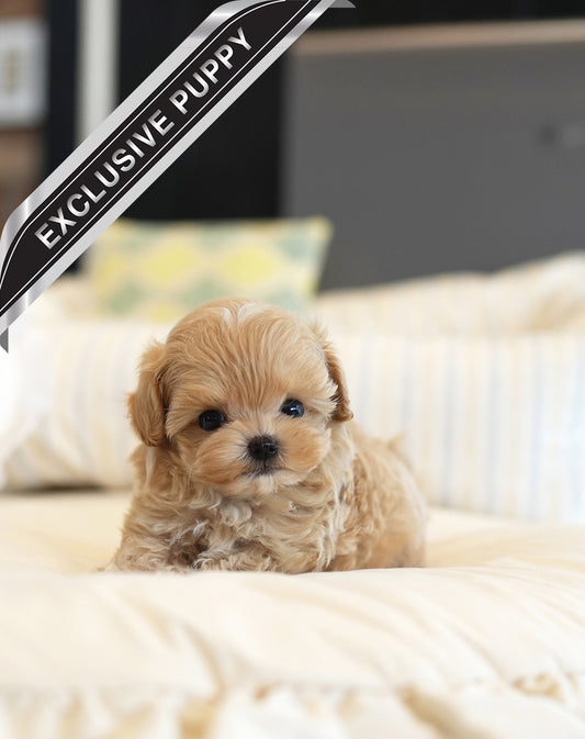 MALTIPOO_SOMSOM