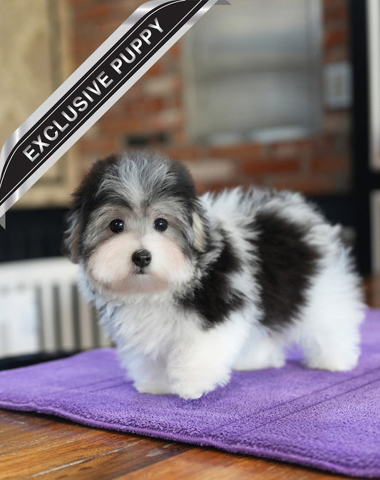 COTON DE TULEAR_WOORI