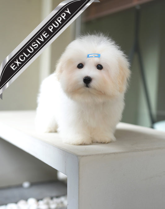 COTON DE TULEAR_DAY