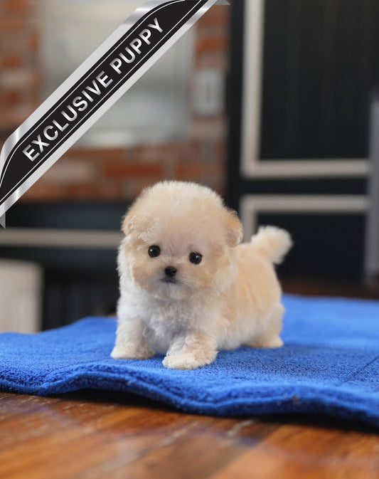 MALTIPOO_CANDY