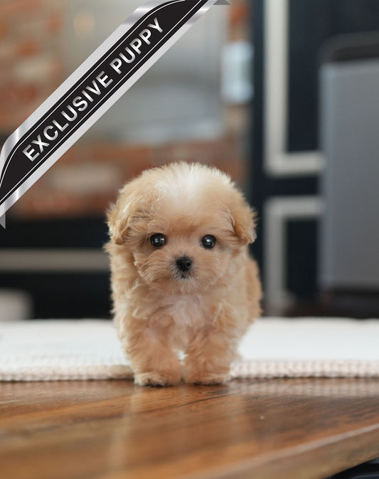 MALTIPOO_CHARLIE