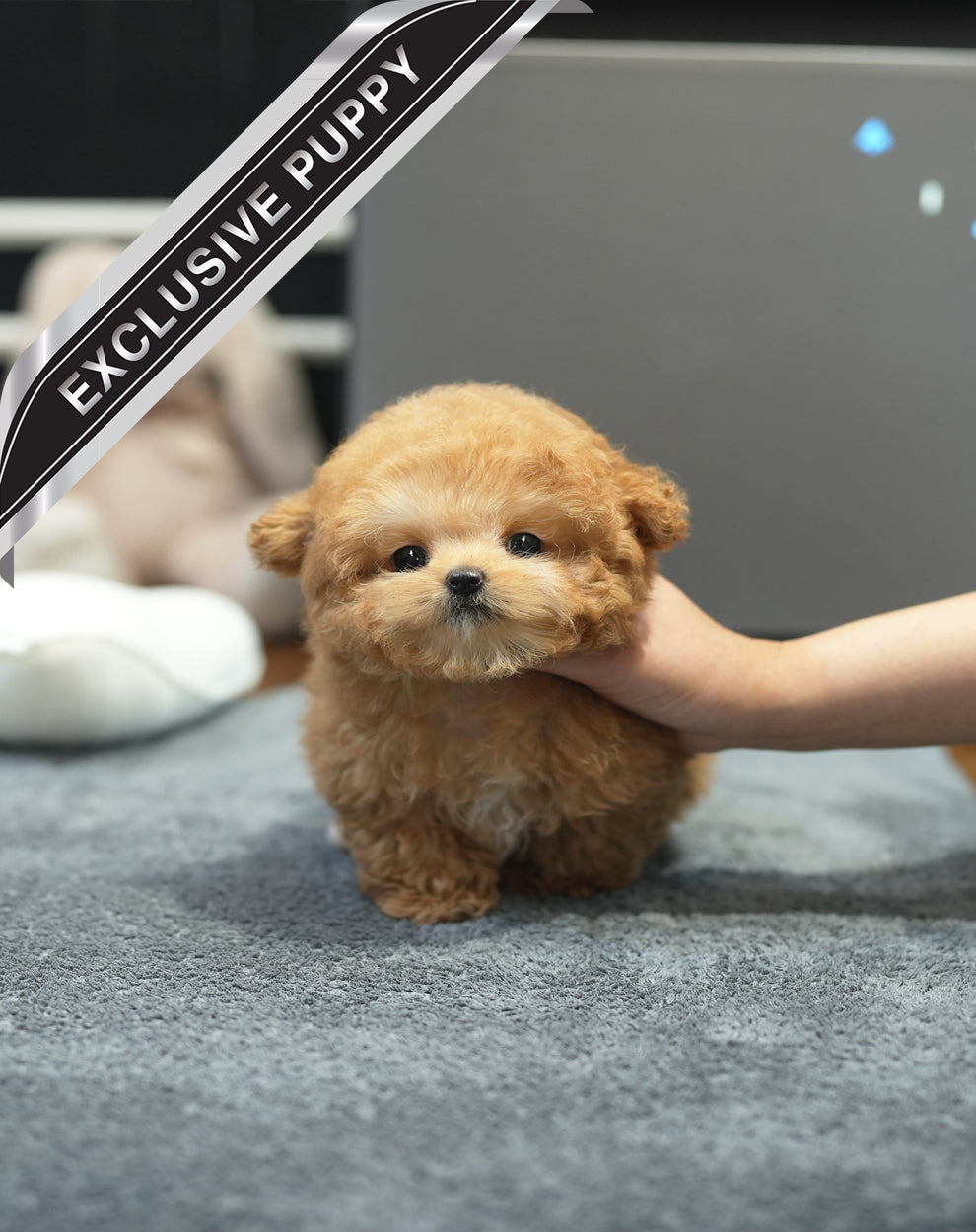 POODLE_STAR