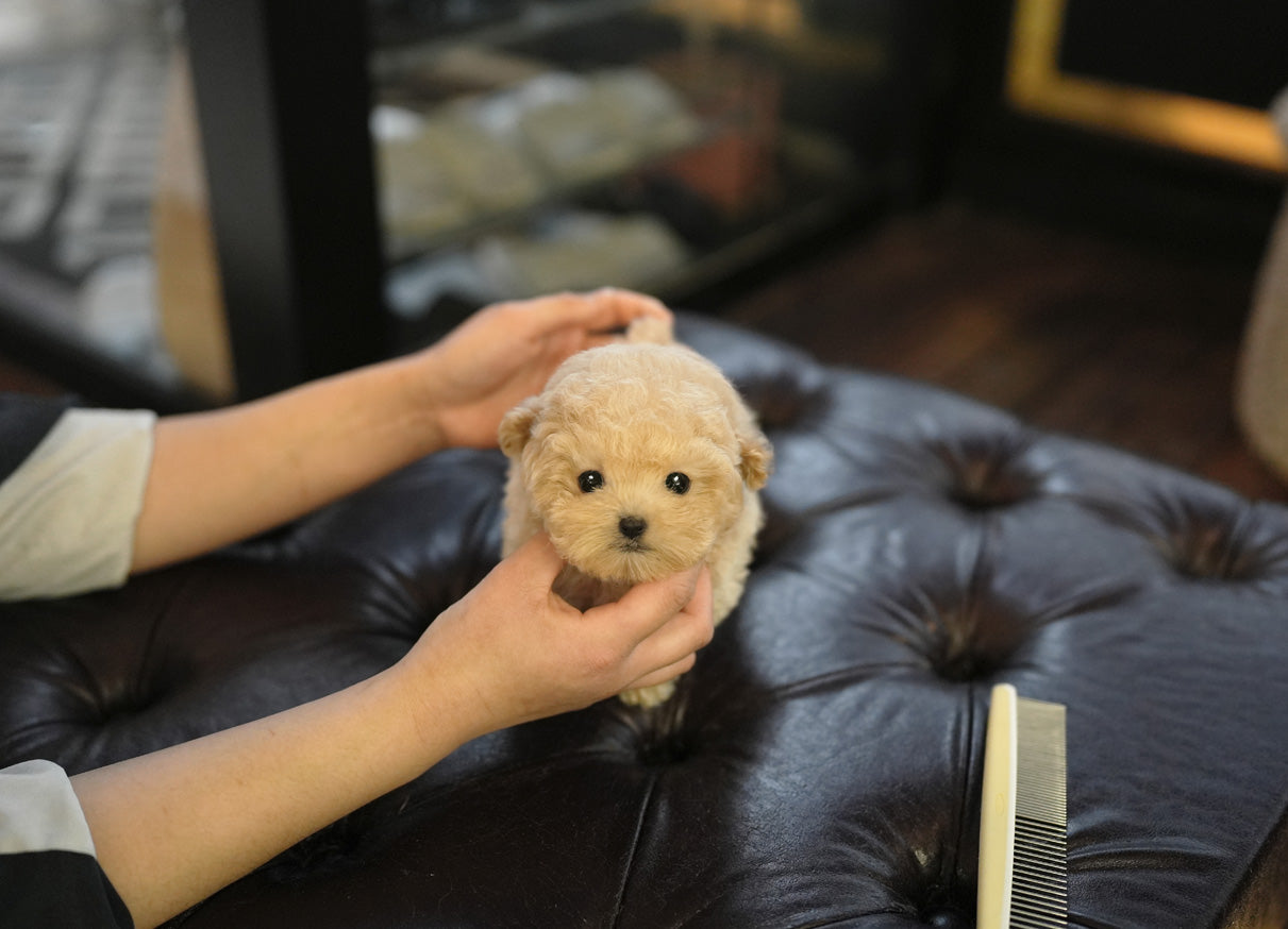 POODLE_MUMU