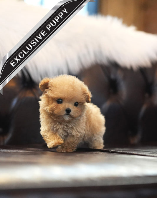 POODLE_RUBBY