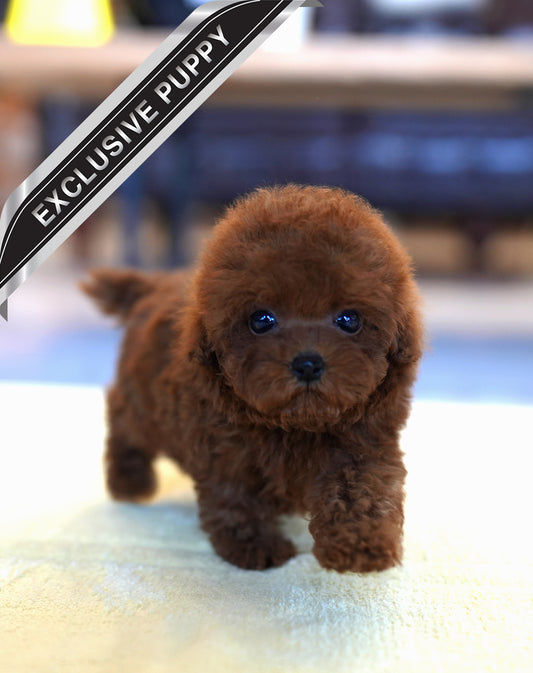POODLE_PUMPKIN