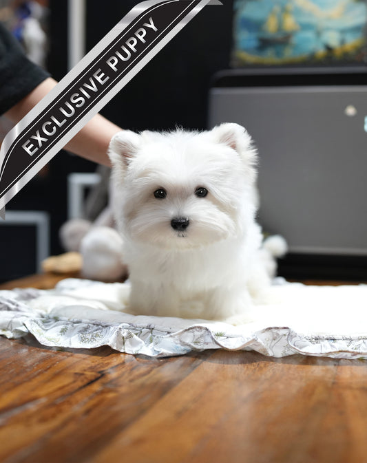 WEST HIGHLAND WHITE TERRIER_HANI