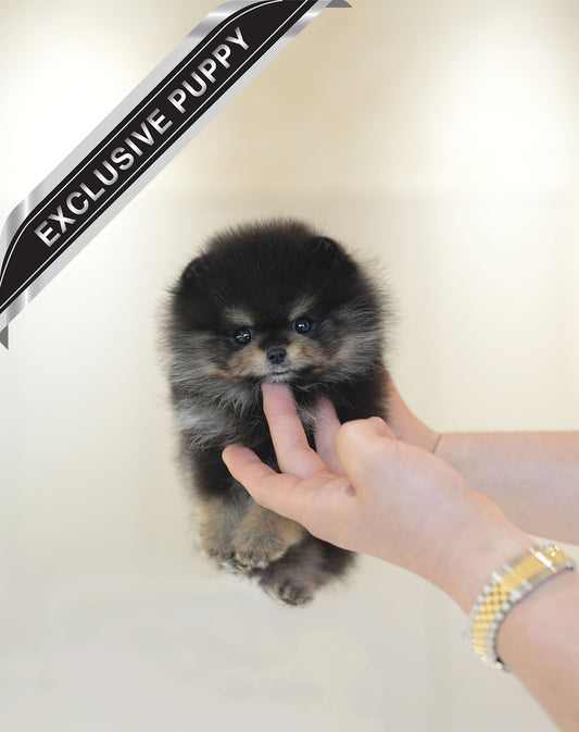 POMERANIAN_TAN