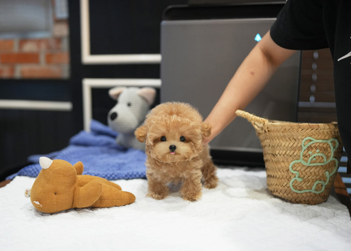 POODLE_NARU