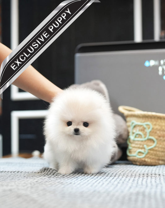 POMERANIAN_TISSUE