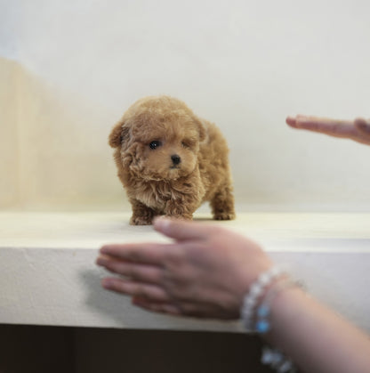 POODLE_NARI