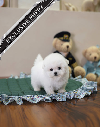 BICHON_HYESUNG