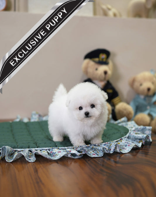 BICHON_HYESUNG